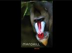 Mandrill Mandrill