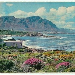 Pears - Saldanha Bay